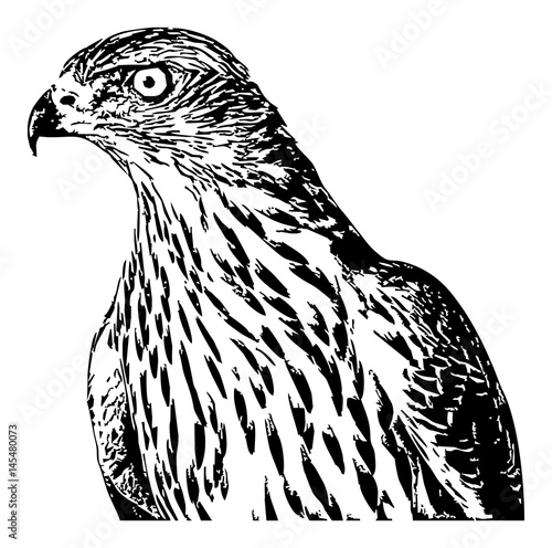 Falcon. Computer imitation of a hand drawn sketch. Vector clip art.