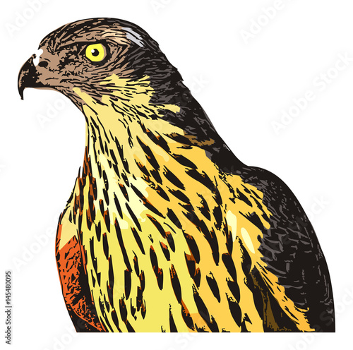 Falcon. Computer imitation of a hand drawn sketch. Vector clip art.
