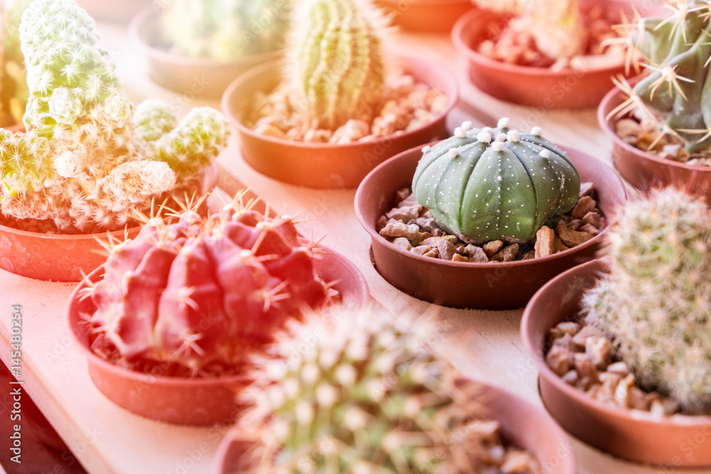 beautiful small cactus in pot at garden. beautiful small cactus in pot at garden.