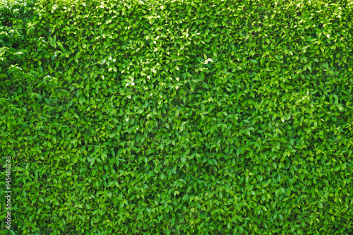 Green Leaves background, Freshness of green background.