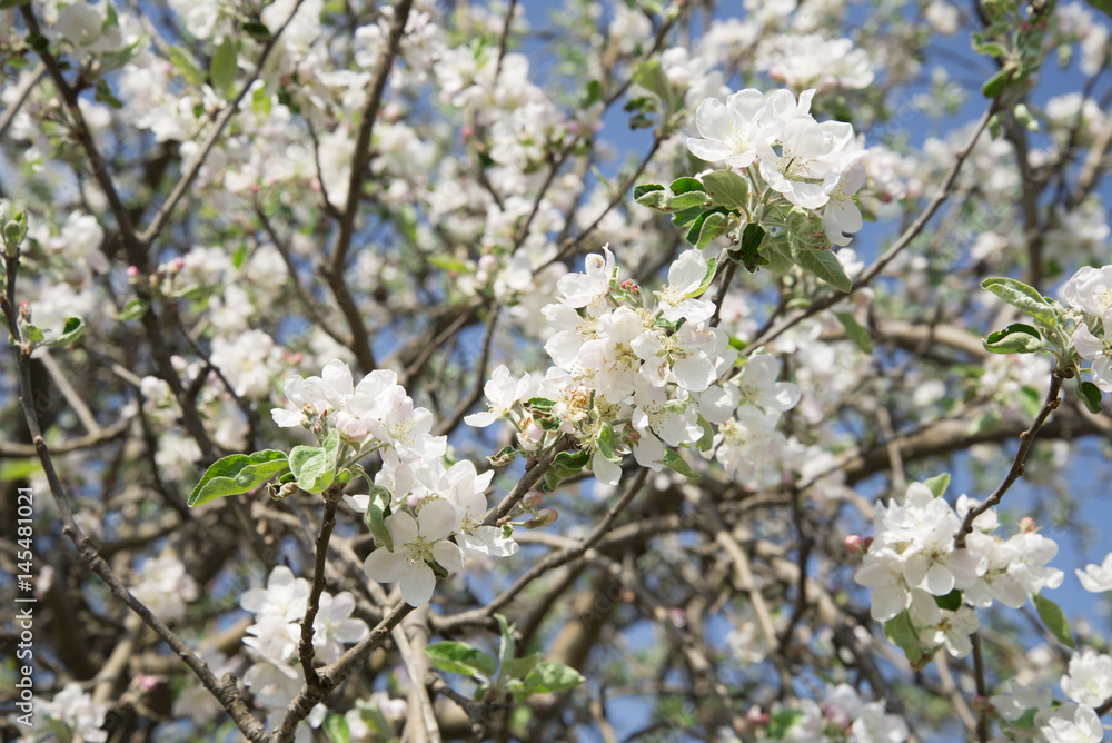 Spring blossom on apple trees