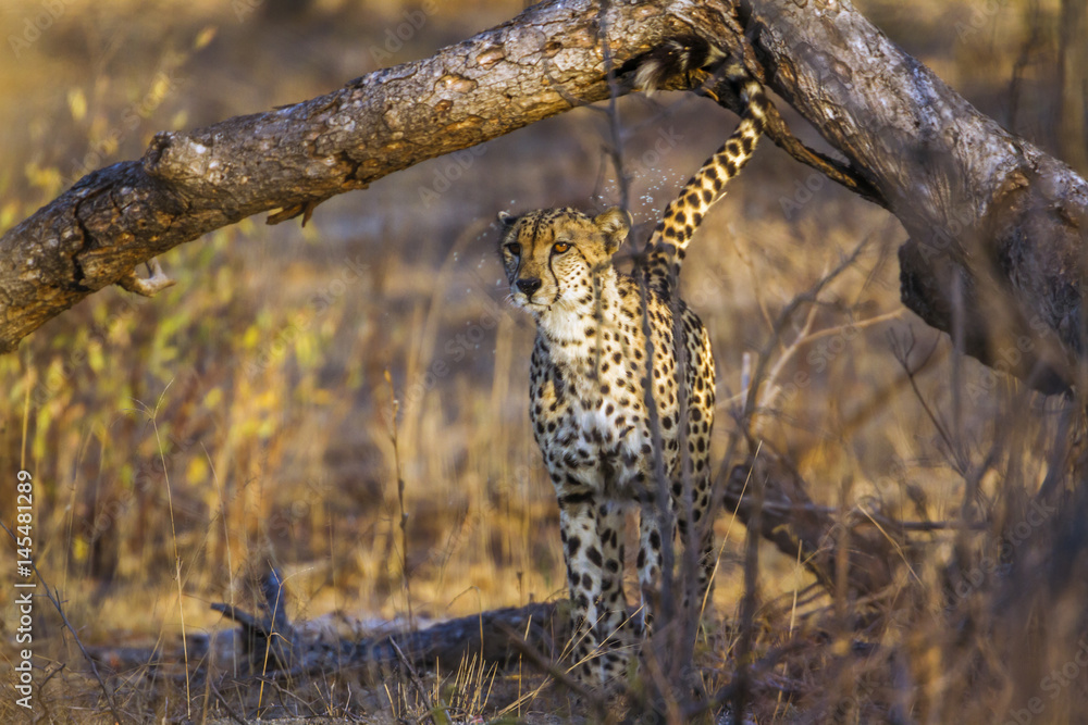 Fototapeta premium Cheetah in Kruger National park, South Africa