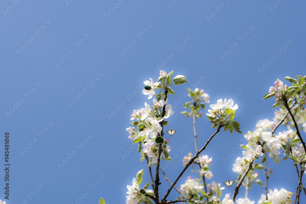 Spring blossom on apple trees and blue sky Spring blossom on apple trees and blue sky