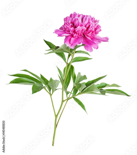 Peony flower on a white bac...