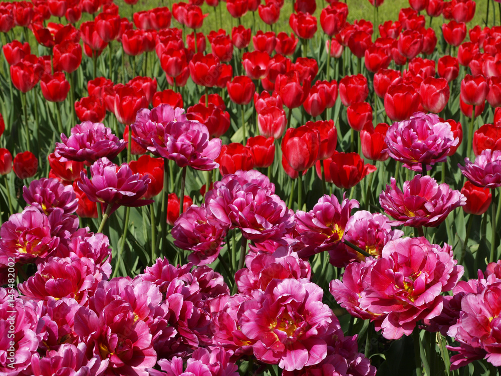 Red and magenta red tulip flowers Red and magenta red tulip flowers