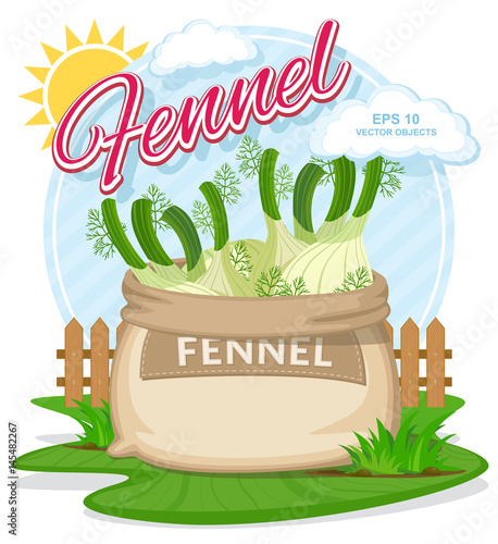 Fennel in burlap sack. Full sacks with fresh vegetables. Bag with harvest on the summer garden