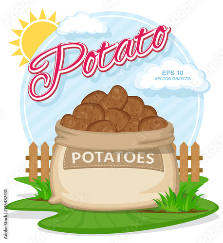 Potatoes in burlap sack. Full sacks with fresh vegetables. Bag with harvest on the summer garden