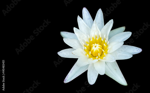white lotus flower isolated on black background with copy space