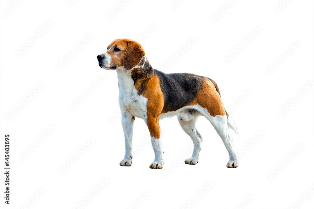 Dog beagle stands sideways to the camera on a white background. Side-view