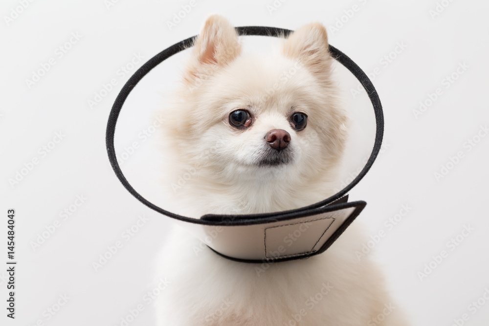 Fotografie White Pomeranian with space collar