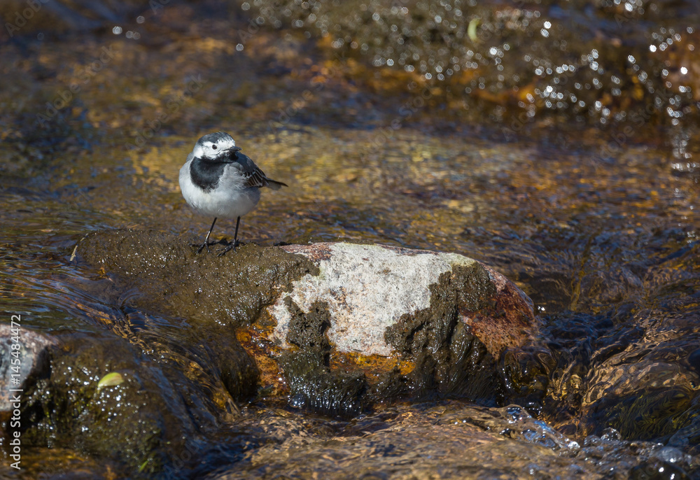 Obraz premium Bergeronnette grise