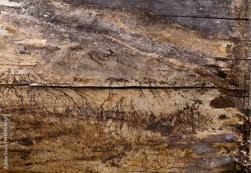 wood texture, tree bark, natural wood background