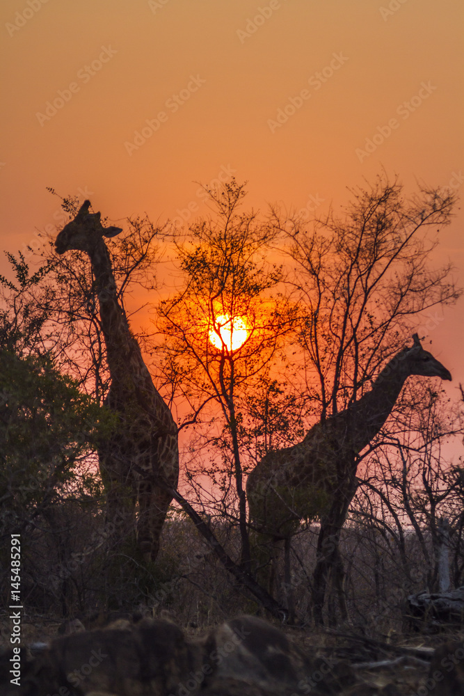 Naklejka premium Giraffe in Kruger National park, South Africa