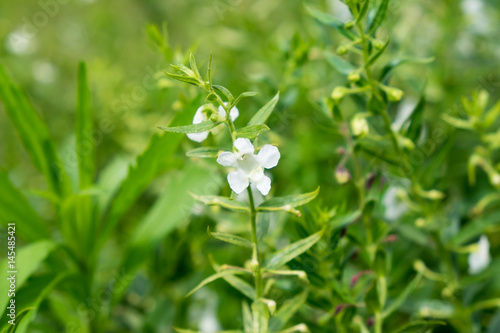 white flower and green leaves