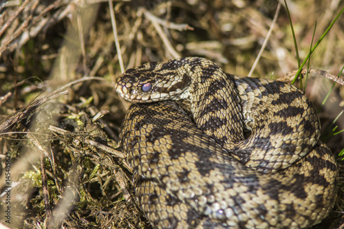 An Adder basking at Cannock Chase  Staffordshire  England.