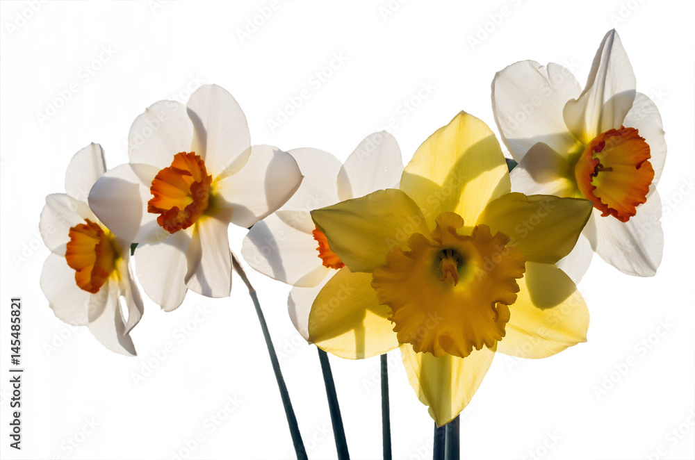 Fototapeta premium A bouquet of daffodils lit by the sun isolated on a white background. Selective focus.