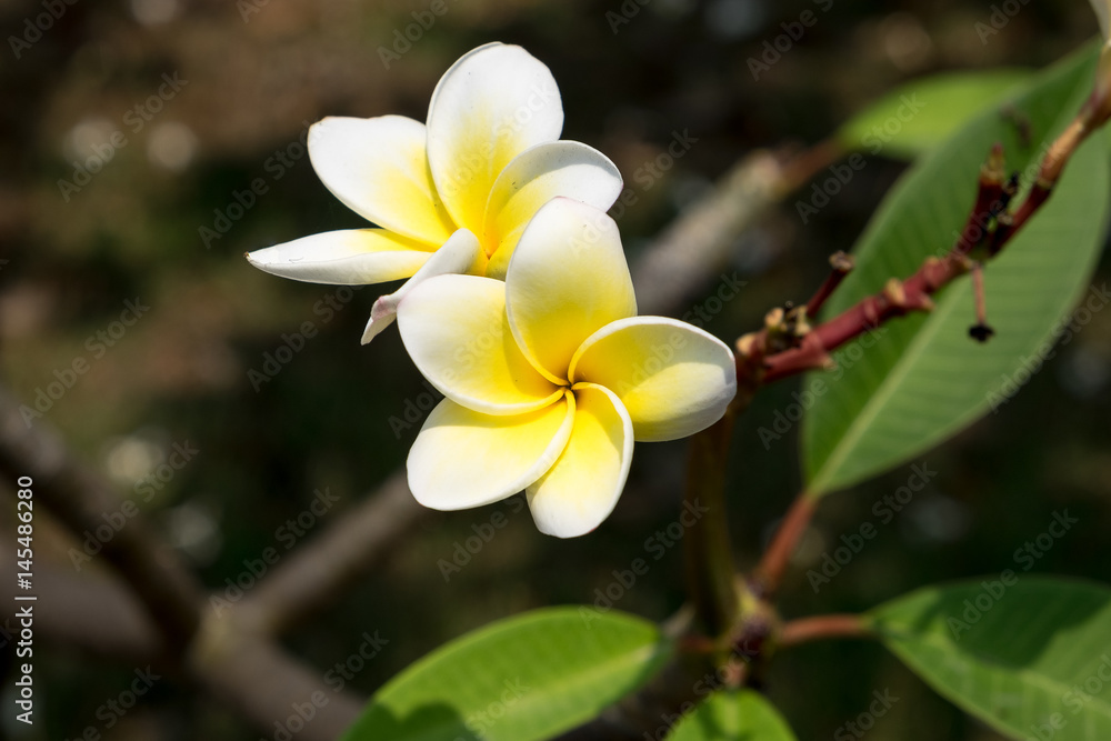 Fototapeta premium Plumeria flower