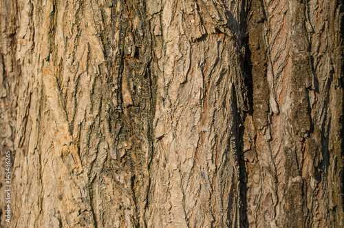 Olmo ciliato - ulmus laevis - ulmaceae.