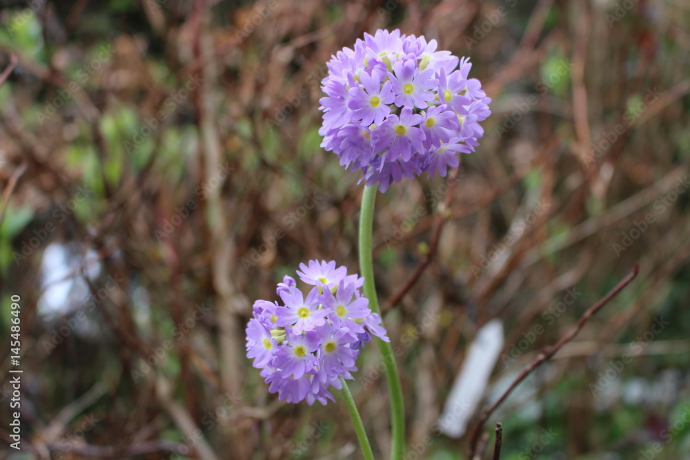 Fototapeta premium Bäume, Blumen und Pflanzen 