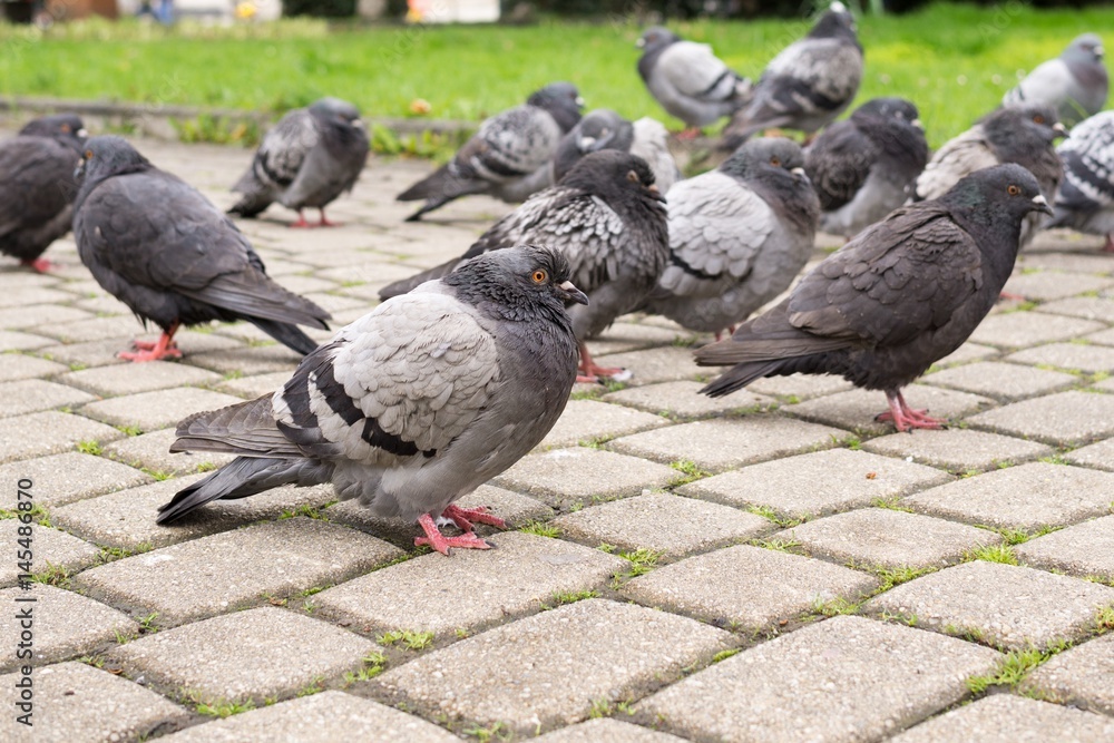 Obraz premium Pigeons in the town. Slovakia