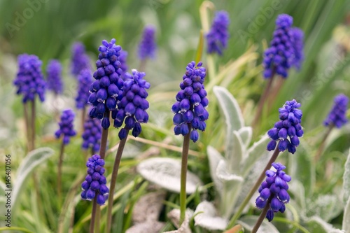 Blue Muscari flower