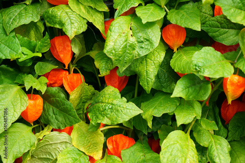 physalis texture plant photo