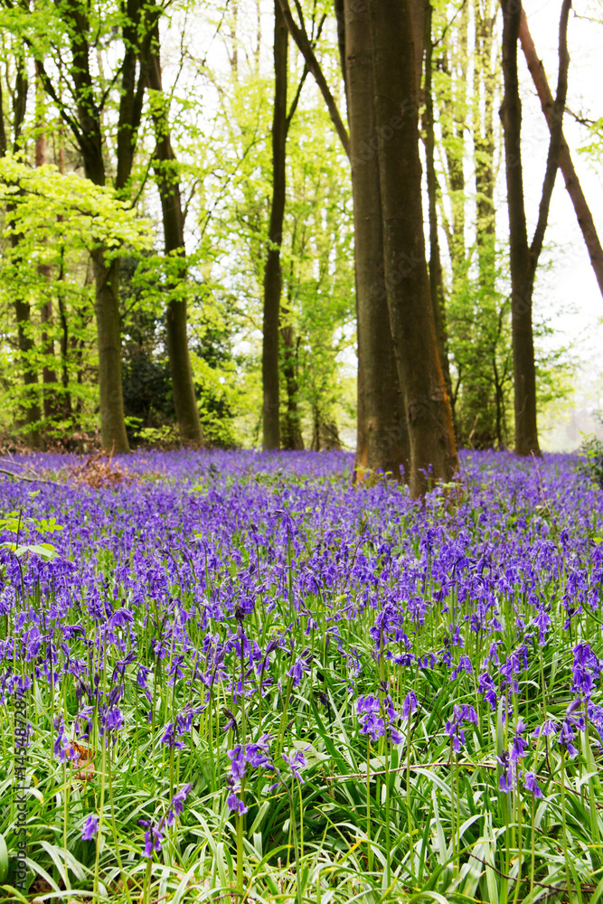 Naklejka premium Bluebells growing on an english woodland floor