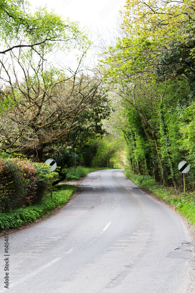 Country road going through woods and trees