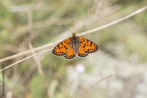 A male Spotted Fritillary (Melitaea didyma) butterfly in the Maritime Alps, France.
