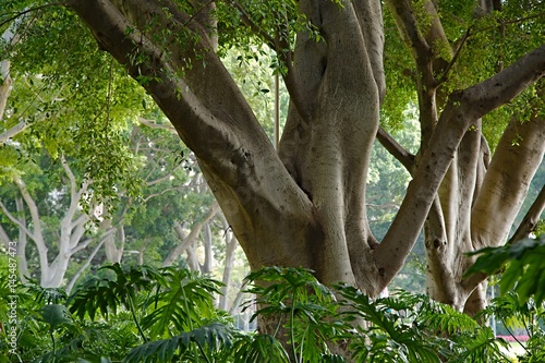 Canvas Print Park avenue with large trees