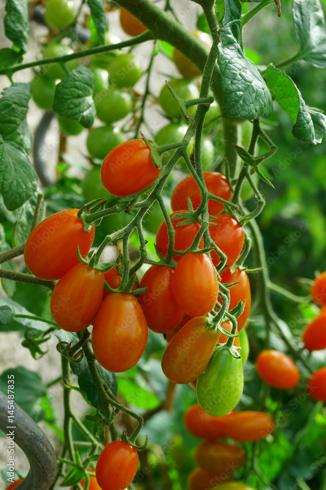tomatoes plant background