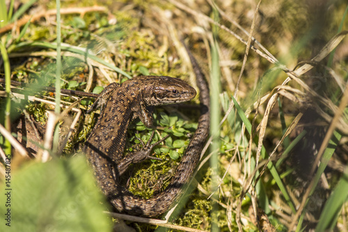 A Common Lizard basking in spring sunshine at Cannock Chase, England photo