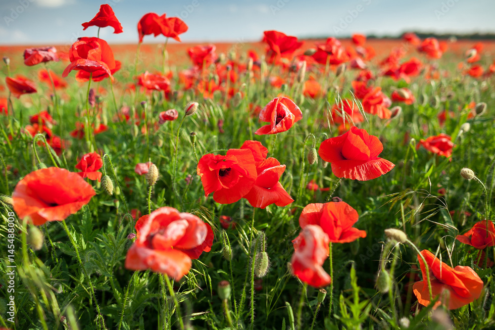 Nature, spring, blooming poppy concept - close up on massed display of blooming red poppies on a sunny spring day with blue sky background.