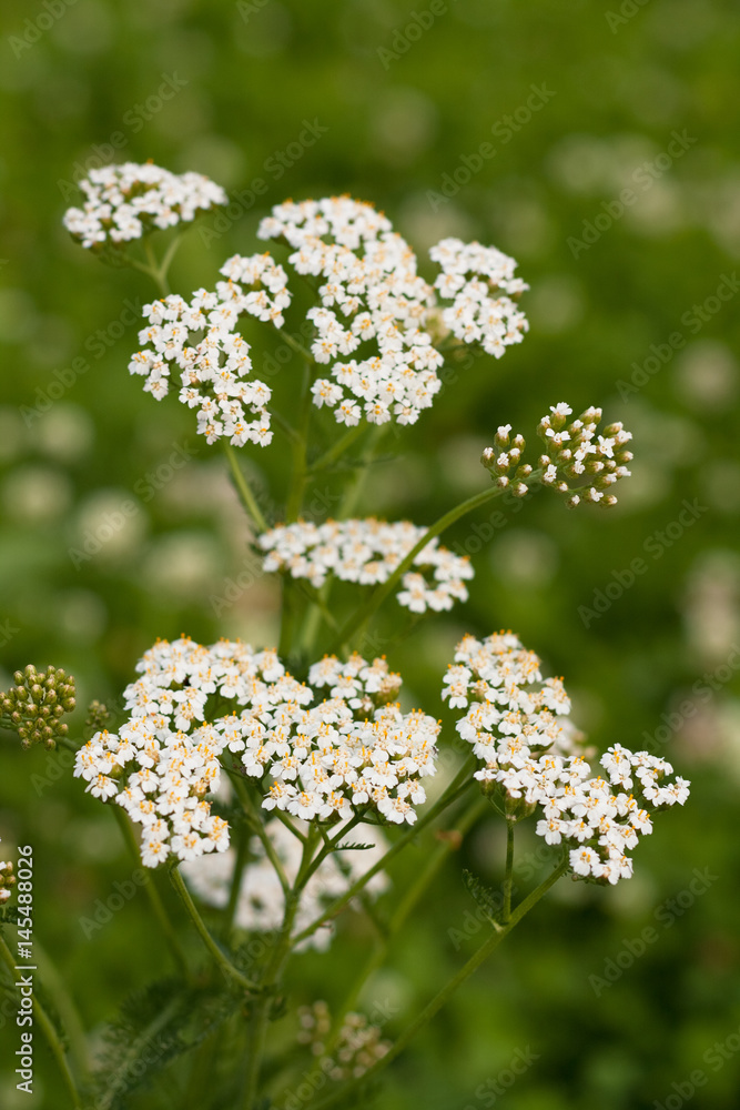 Perennial White Flower Grass Yarrow On Field Meadow Close Up. Perennial White Flower Grass Yarrow On Field Meadow Close Up.