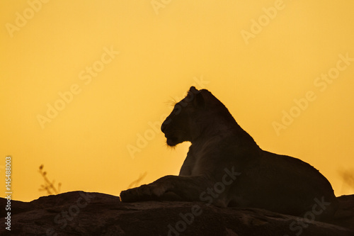 African lion in Kruger National park  South Africa