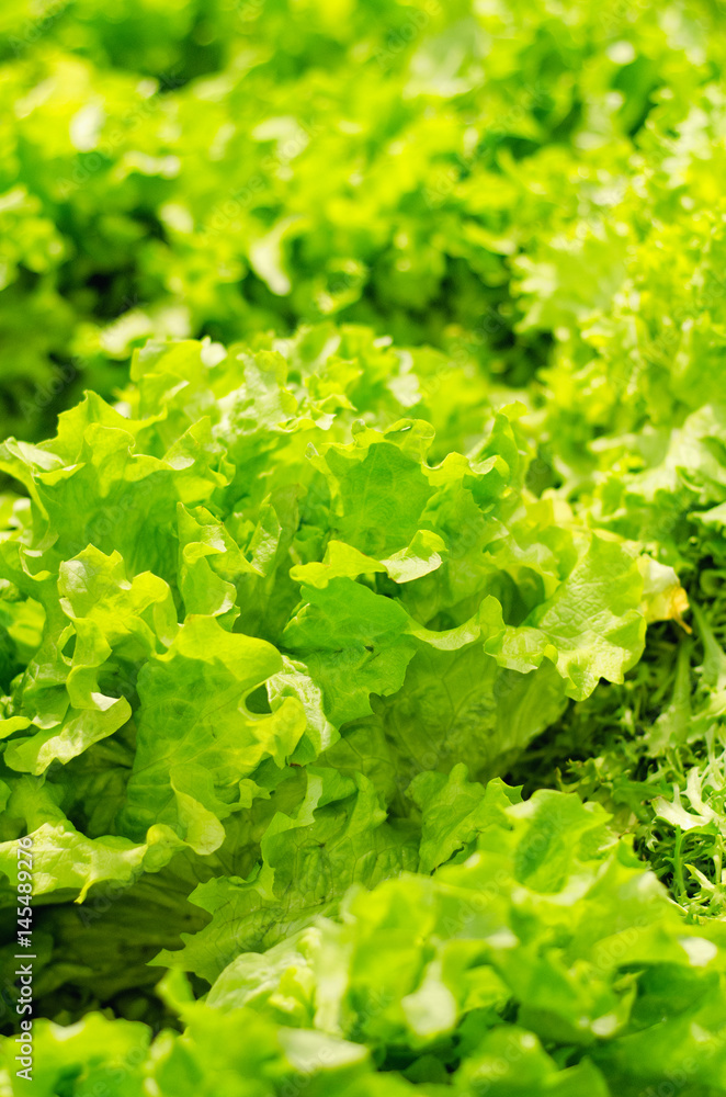 Fresh lettuce Fresh lettuce