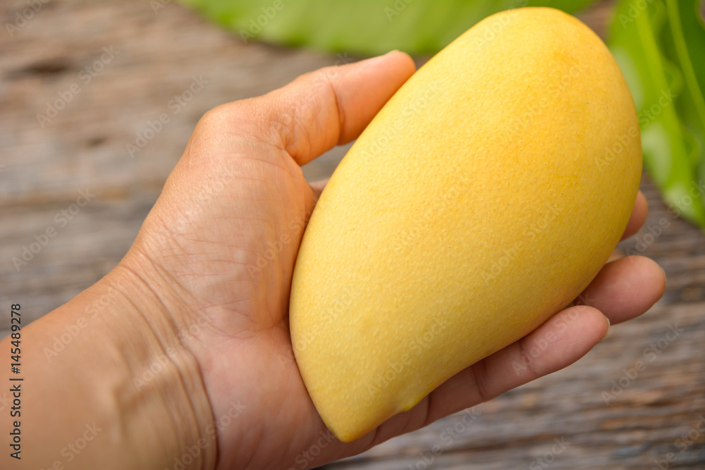 Delicious ripe mango with green leaf in hand on wooden background. Delicious ripe mango with green leaf in hand on wooden background.