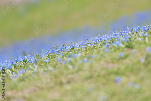 Field with blue Scilla bifo...