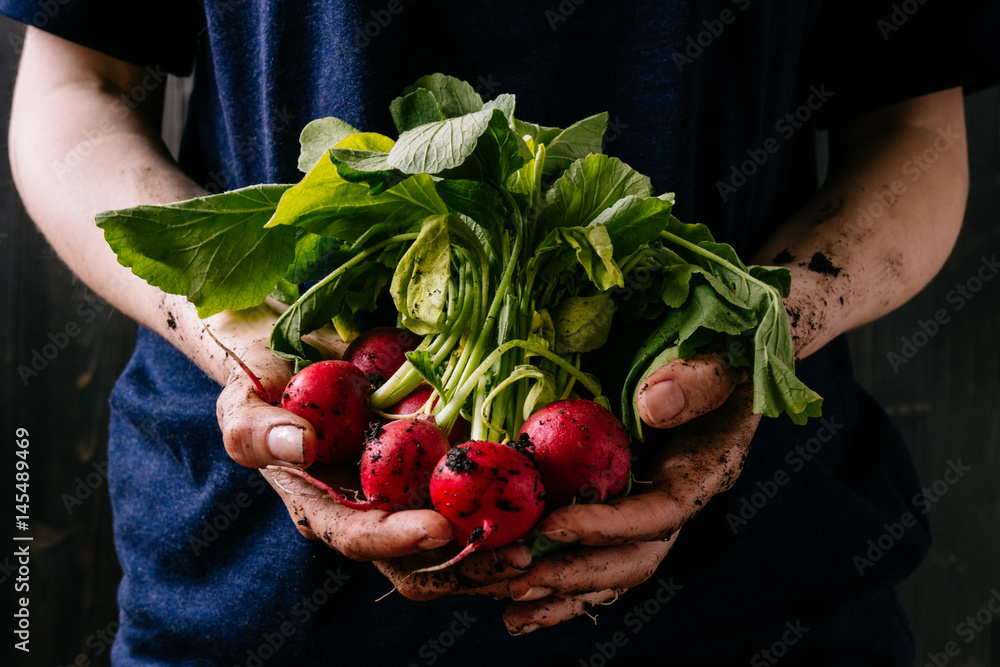 Organic fresh harvested vegetables. Farmer's hands holding fresh radish, closeup - obrazy, fototapety, plakaty 