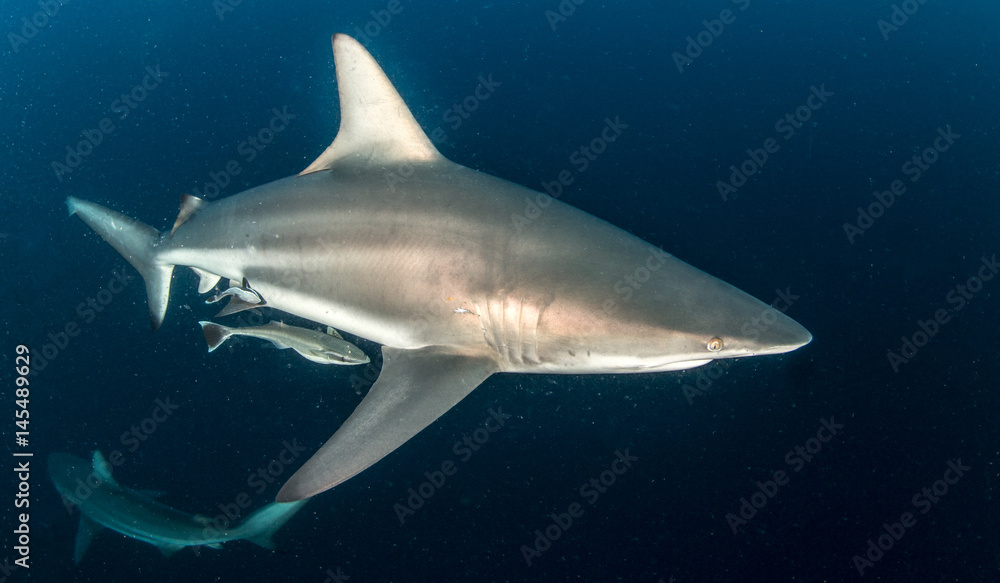 Fototapeta premium Oceanic Blacktip Shark