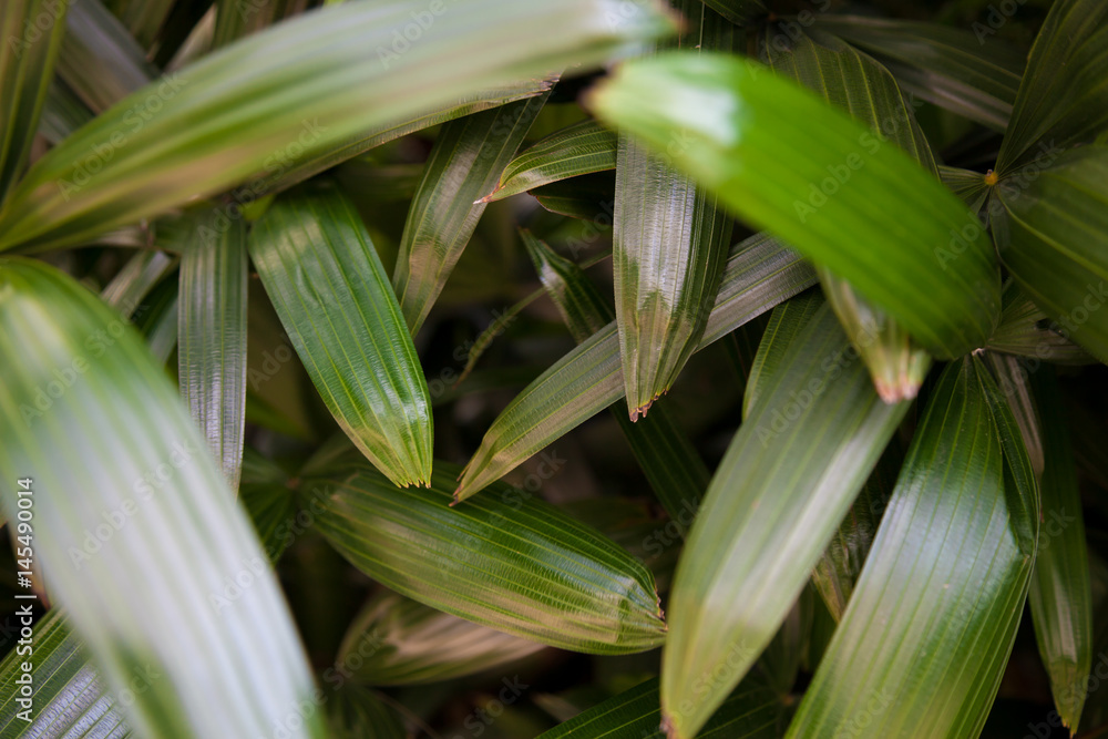 A fresh green leaves background A fresh green leaves background