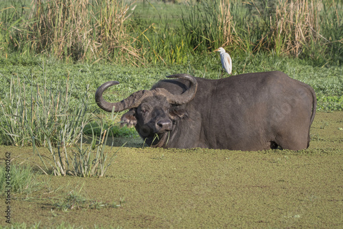 Cape Buffalo Bull and Egret  Africa