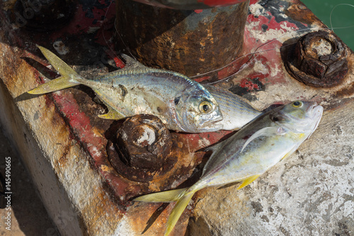 Los pescados frescos en el embarcadero.