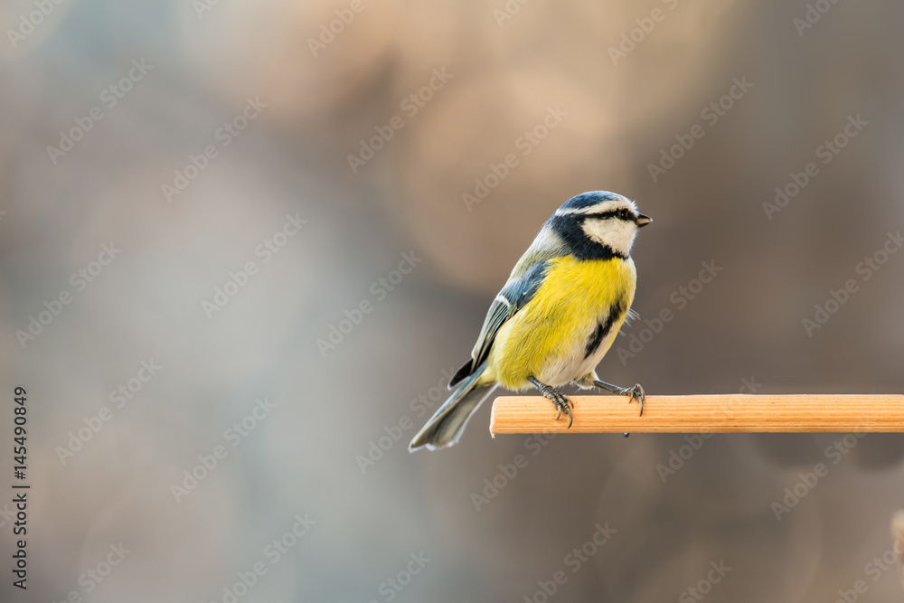 Naklejka premium Blaumeise am Vogelhäuschen