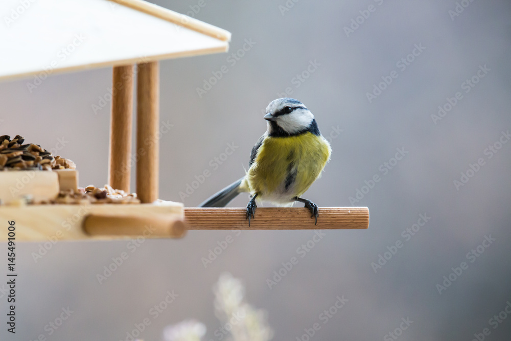Fototapeta premium Blaumeise am Vogelhäuschen