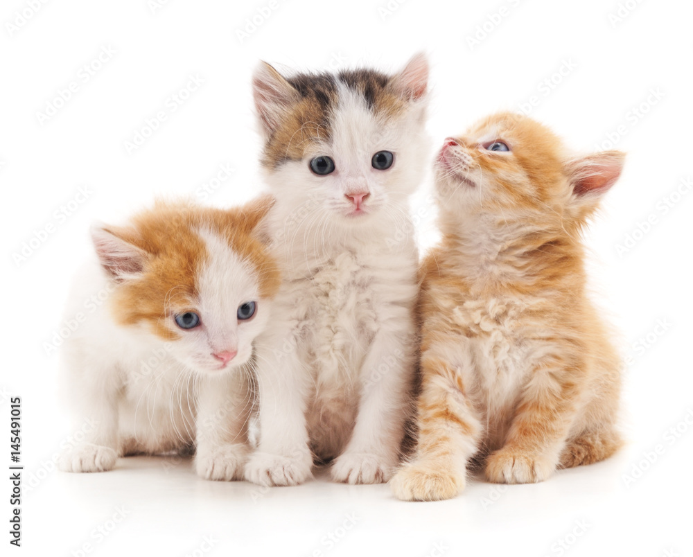 Three kittens. Three kittens.