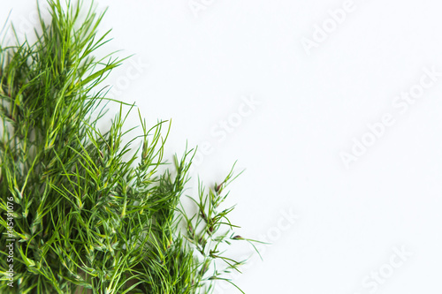 white backgroung half filled with bunch of green cereal spikelets. Concept of healthy lifestile, organic food, freshness and spring mood. minimalistic picture of the ripening harvest. flat lay.