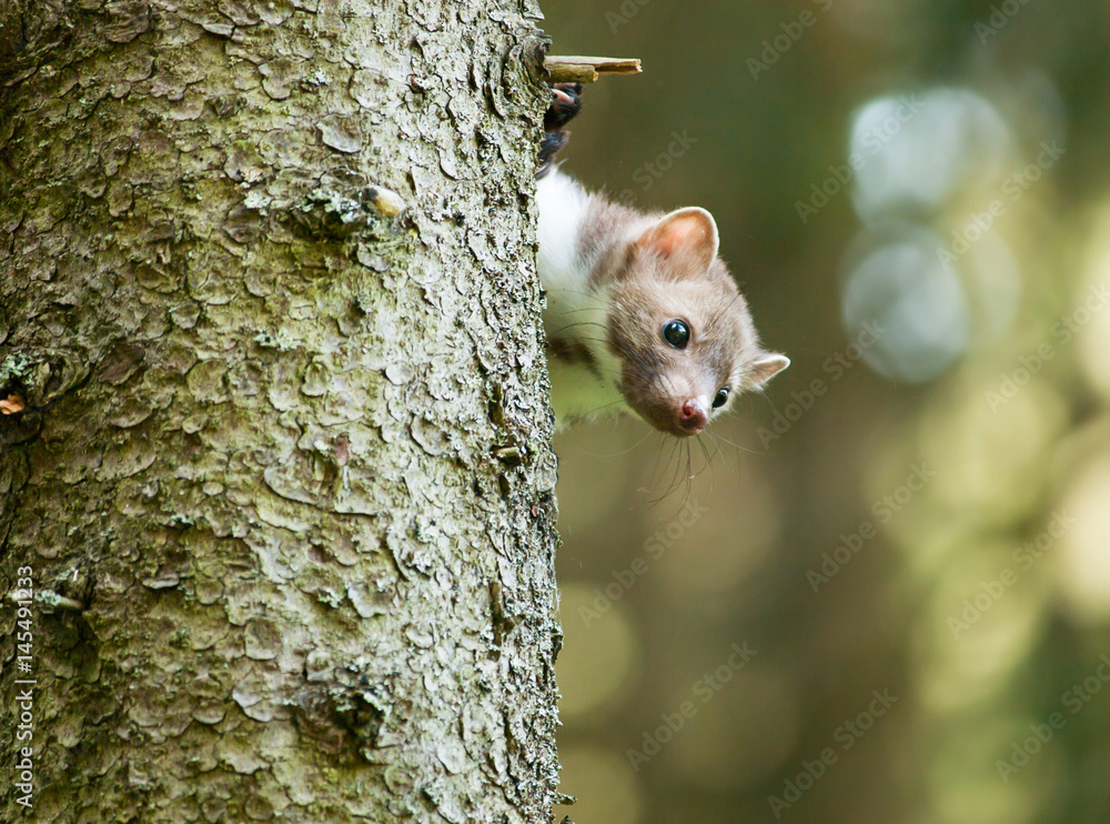 Martes foina - Stone marten be peeping out of tree Martes foina - Stone marten be peeping out of tree