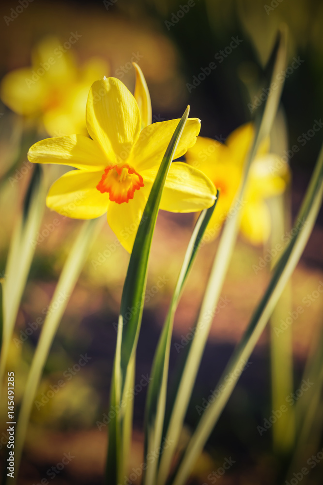 Obraz premium Close up of yellow narcissus with shallow depth of field and beautiful bokeh