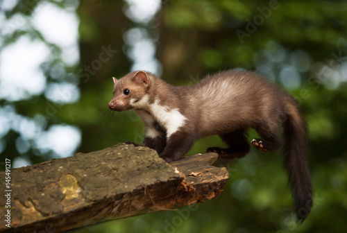 White brasted marten jumping on wood - Martes foina © sci